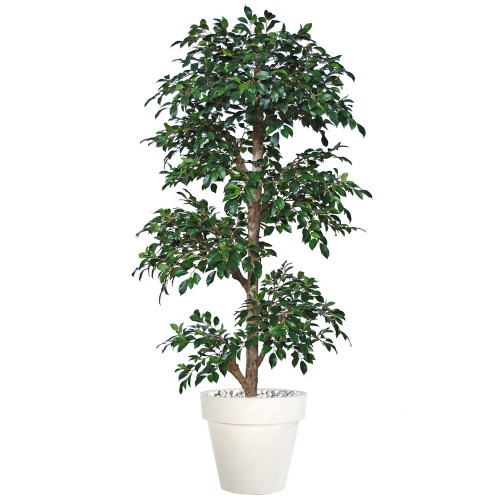 Planta semi-artificiala Ila, Ficus Retusa Multistep Green - 180 cm
